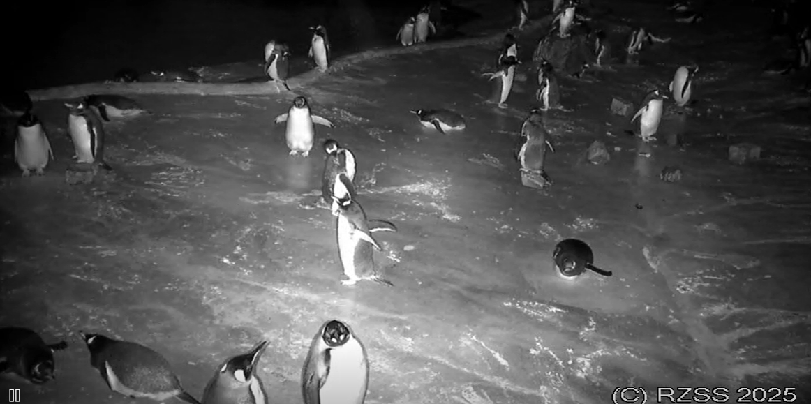Edinburgh Zoo Night Cam