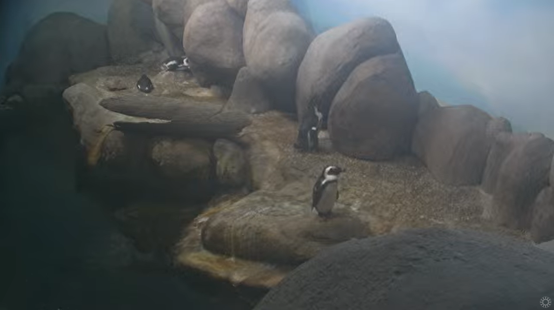 San Diego Zoo Penguin Cam