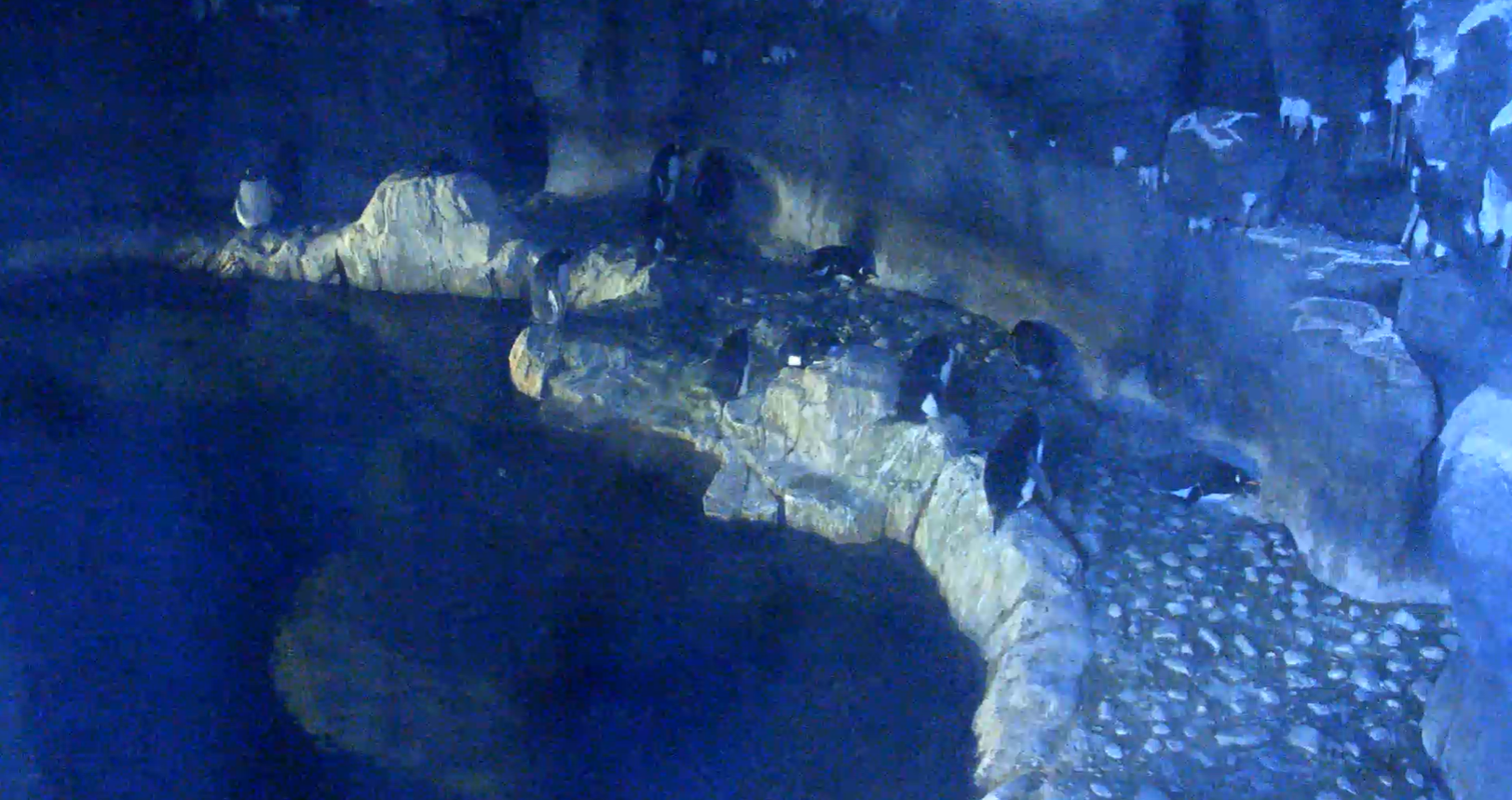 Georgia Aquarium Penguin Cam