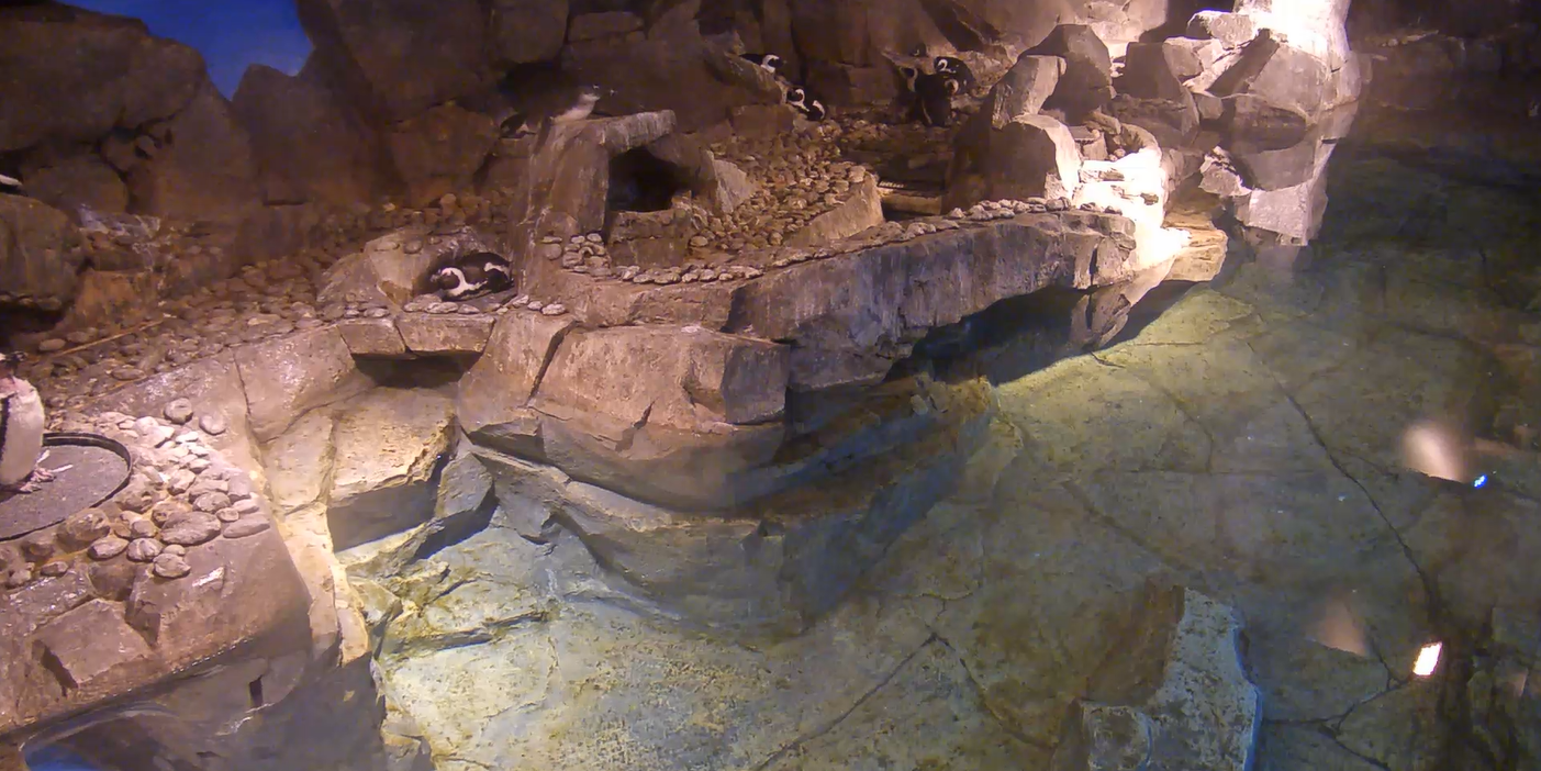 SeaWorld Penguin Night Cam